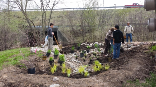 Winton Rain Garden (8)